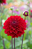 Dahlia Anna Cornelia