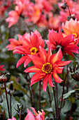 Dahlia Waltzing Mathilda