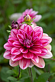 Dahlia Hemisphere