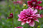 Dahlia Hemisphere