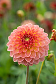 Dahlia Hillcrest Suffusion