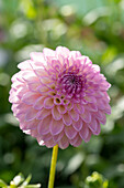 Dahlia Sefton Silvertop