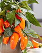 Capsicum Peppers from Heaven™ F1 Orange