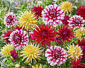 Dahlia colorful mix