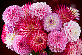 Mixed Dahlia flowers