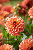 Dahlie (Dahlia) 'Dr. P.H. Riedl', ' Dr. P.H. Riedell'