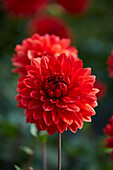 Dahlia Garden Wonder