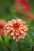 Dahlie (Dahlia) 'Crazy Legs'