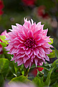 Dahlie (Dahlia) 'Café au Lait', Rosé