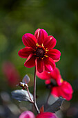 Dahlia HS Romeo