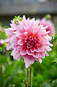 Dahlia Ottos Thrill