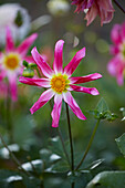 Dahlia Honka Pink