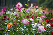 Dahlia garden