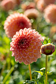 Dahlia Hillcrest Suffusion