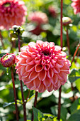 Dahlia Daisy Duke