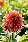 Dahlia Miss Brandy