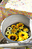 Sunflower blossoms in a bucket of water