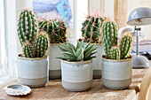 Kaktus-Sammlung (Cactus)