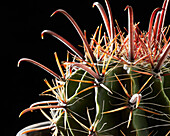 Kaktus (Ferocactus wislizeni)