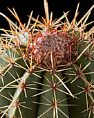 Kaktus Melocactus 'matanzanus'