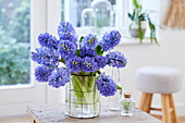 Hyazinthenstrauß (Hyacinthus) 'Delft Blue'
