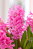 Hyazinthe (Hyacinthus)' Johanna'