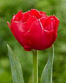 Tulipa Red Double Symbiose