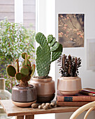 Kaktus-Kombination (Cactus)