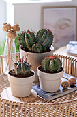 Kaktus-Kombination (Cactus)