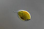Mallomonas caudata algae, light micrograph