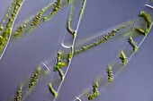 Spirogyra sp. , algae, light micrograph