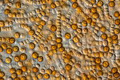 Anabaena sp., algae, light micrograph