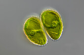 Staurastrum sp. green algae, light micrograph