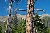 Trees killed by mountain pine beetle
