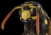 European paper wasp head
