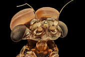 Adult mayfly head