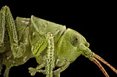 Head of a grasshopper