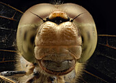 Head of a dragonfly