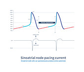 Sinoatrial node pacing current, illustration