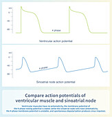 Ventricular and sinoatrial node action potentials