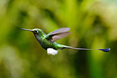 White-booted racket-tail
