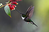 Collared inca hummingbird