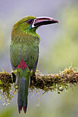 Crimson-rumped toucanet