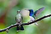 Empress brilliant and white necked jacobin hummingbirds