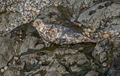 Young grey seal on breeding beach in south-west Wales