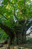 Ancient Cathedral Oak, in Savernake Forest, Wiltshire, USA