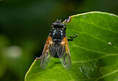 Noon fly resting on an ivy leaf