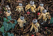 Endemic earthstar fungus under yew trees