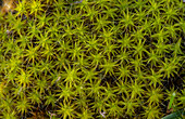 Heath star moss on sand dunes, Devon, UK