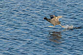 Coot running on lake surface to attack rival on lake